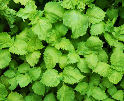 Extrait de feuilles de shiso, ingrédient de Kiehl’s