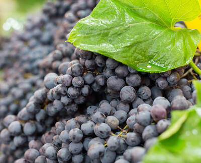 Grape Seed Oil Kiehl's Ingredient