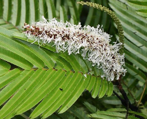 Pracaxi Oil Kiehl's Ingredient