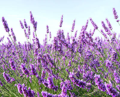 Lavender Essential Oil Kiehl's Ingredient