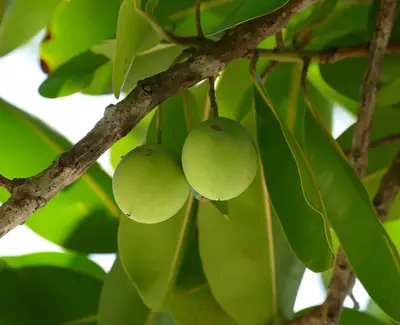 Ingredient Kiehl’s, huile botanique de tamanu