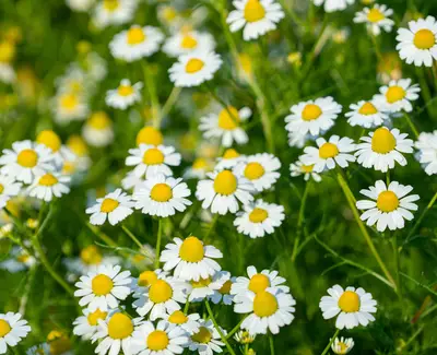 Chamomile Flower Extract Kiehl's Ingredient