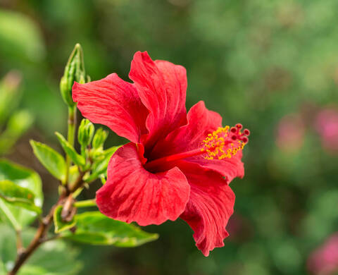 Hibiscus Seed Extract