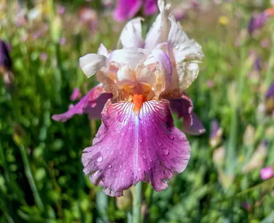 Extrait de racine d’iris de Florence de Kiehl’s