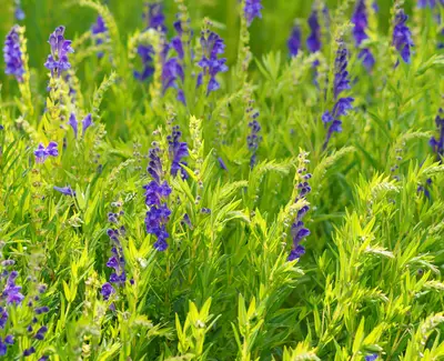 Baicaline, ingredient de Kiehl’s