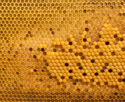 New Zealand Manuka Honey Kiehl's Ingredient