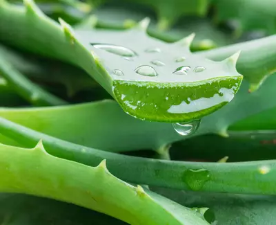 Aloe vera Kiehl's Ingredient