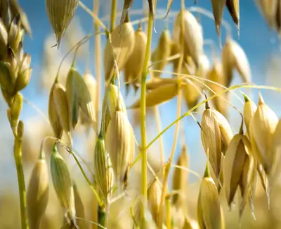 Farine de grains d’avoine, ingredient de Kiehl’s