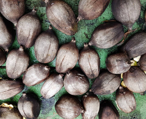 Babassu Oil Kiehl's Ingredient