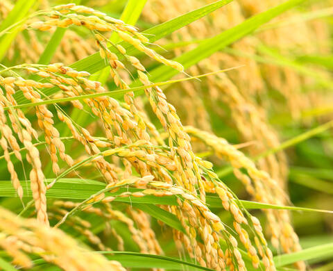 Phytic Acid Kiehl's Ingredient