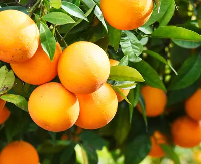 Vitamin Cg Kiehl's Ingredient