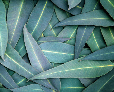 Huile d’eucalyptus, ingrédient de Kiehl’s