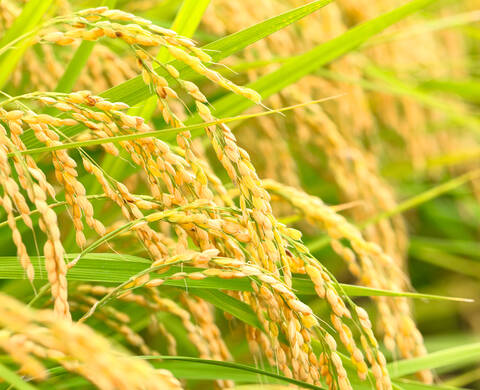 Protéine de riz hydrolysée, ingrédient de Kiehl’s