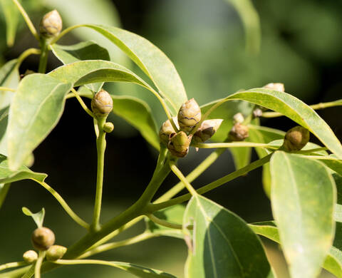 Camphor Kiehl's Ingredient