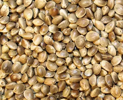 Cannabis Sativa Seed Oil Kiehl's Ingredient