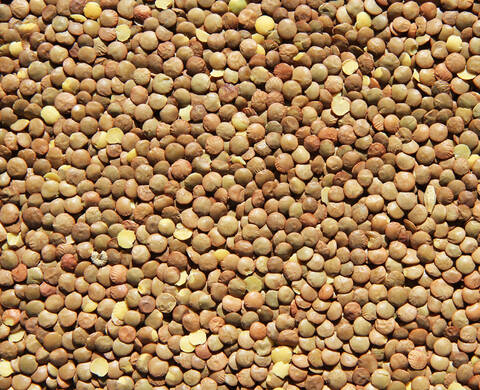Extrait de lentilles, ingrédient de Kiehl’s