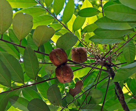 Cold-Pressed Amazonian Oils Kiehl's Ingredient