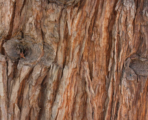 Extrait de bois totara, un ingredient de Kiehl’s