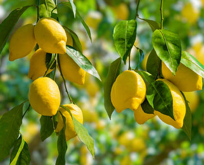 Extrait de citron, ingredient de Kiehl’s