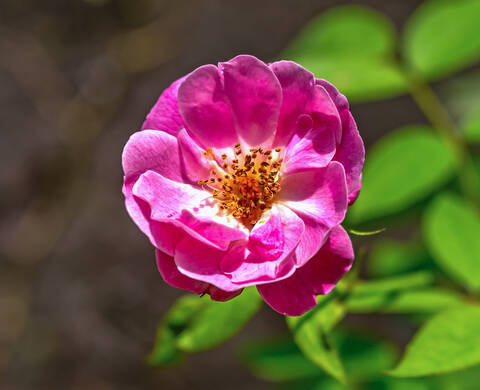 Extrait botanique de rosier de France Ingrédient de Kiehl’s