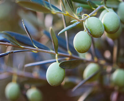 Olive Fruit Oil Kiehl's Ingredient