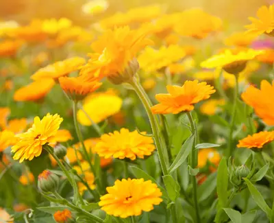 Calendula Kiehl's Ingredient