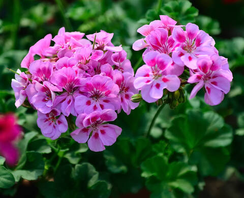 Geranium Essential Oil Kiehl's Ingredient