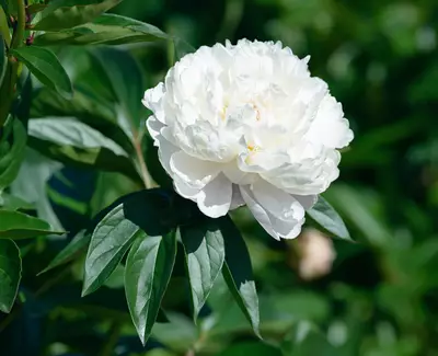 Extrait de pivoine Ingredient de Kiehl’s