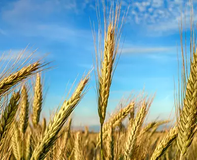 Rye Seed Extract Kiehl's Ingredient