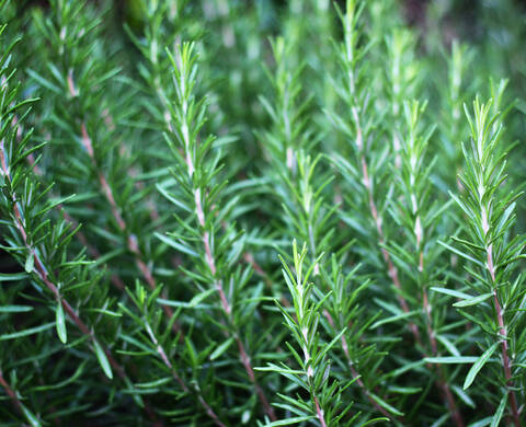 Huile de feuille de romarin Ingredient de Kiehl’s