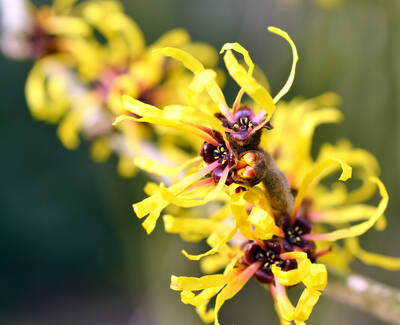 Ingredient de Kiehl’s, l’hamamelis