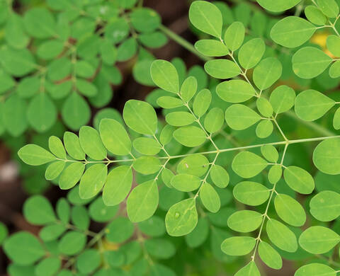 Moringa Tree Oil Kiehl's Ingredient