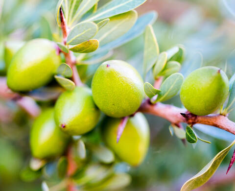Fairly Traded Argan Oil Kiehl's Ingredient