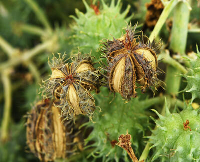 Castor Oil Kiehl's Ingredient