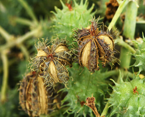 Castor Oil Kiehl's Ingredient