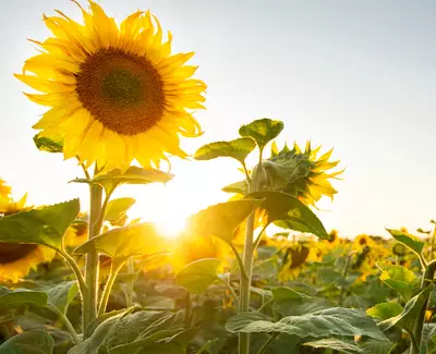 Ingredient de Kiehl’s, l’huile de tournesol vegetale