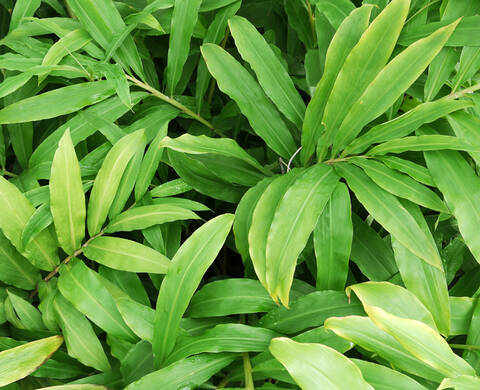 Sustainably Sourced Ginger Leaf Kiehl's Ingredient