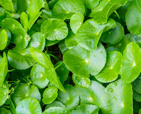 Centella Asiatica Extract Kiehl's Ingredient