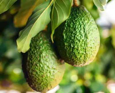 Extrait d’avocat, ingredient de Kiehl’s